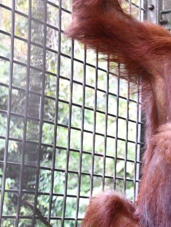Perjalanan Himba dari Bayi Penuh Luka hingga Bisa Kembali ke Rimba