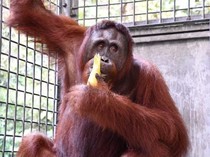 Perjalanan Himba dari Bayi Penuh Luka hingga Bisa Kembali ke Rimba