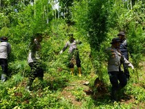 Polisi Musnahkan 2 Hektare Ganja di Lhokseumawe, 2 Pelaku Ditangkap