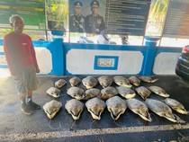 Penyelundupan 21 Penyu di Buleleng Digagalkan, 1 Pelaku Ditangkap-2 Buron