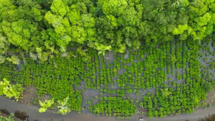 Program Mangrove NHM di Kao
