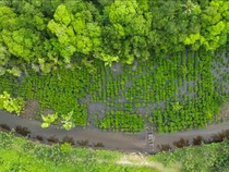 Program Mangrove NHM di Kao Tumbuh Pesat, Tingkat Keberhasilan Capai 90%