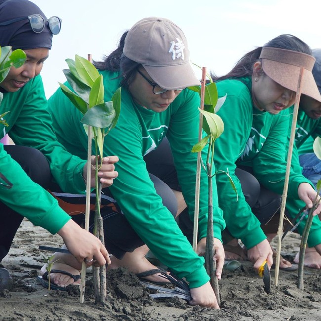 Rehabilitasi Pesisir Dimulai dengan Penanaman Mangrove