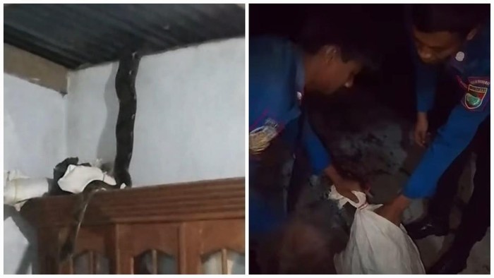 Ular piton ditemukan masuk ke rumah warga Musi Rawas