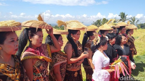 Festival Jatiluwih VII 2026 mulai digelar Sabtu (20/6/2026) di kawasan DTW Jatiluwih, Kecamatan Penebel, Tabanan.