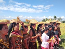 Festival Jatiluwih 2026 Dongkrak Pariwisata dan Ekonomi Lokal