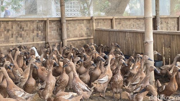Ketua Komisi IV DPR RI Siti Hediati Soeharto atau Titiek Soeharto di peternakan ayam di Lapas Terbuka, Pulau Nusakambangan, Cilacap, Jawa Tengah.