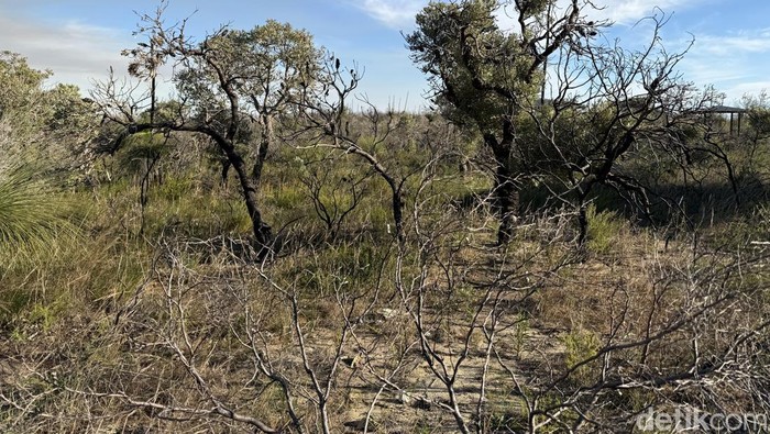 Nilgen Nature Reserve berada di pesisir Australia Barat, dekat Lancelin, sekitar dua jam perjalanan dari Perth, surga bunga liar yang beradaptasi dengan kebakaran.