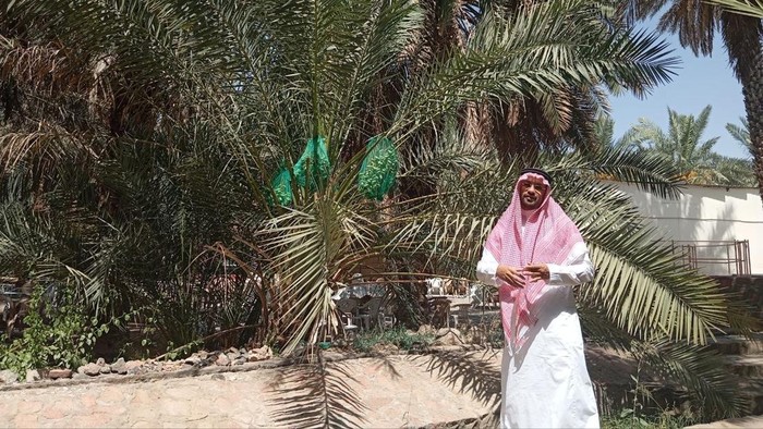 Owner Kebun Kurma Abdurrahman bin Auf, Hasan Alkiwi di Madinah, Kamis (18/6/2026).