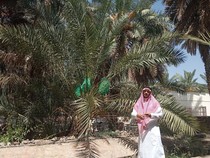 Wisata ke Kebun Kurma Abdurrahman bin Auf, Saksi Bisu Kejayaan Ekonomi Islam