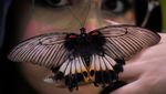 Belajar Keanekaragaman Hayati Melalui Pameran House of Bugs