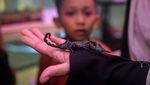 Belajar Keanekaragaman Hayati Melalui Pameran House of Bugs