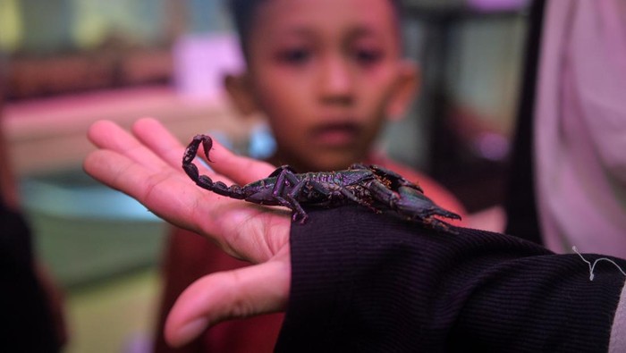 Pengunjung melihat kumbang tanduk tiga (Chalcosoma chiron) saat pameran House of Bugs di Mal Ciputra, Jakarta, Sabtu (20/6/2026). Pameran yang berlangsung hingga 12 Juli 2026 dengan menampilkan puluhan jenis spesies serangga hidup tersebut sebagai wahana edukasi interaktif untuk mengenalkan keanekaragaman hayati dan peran ekologis serangga kepada masyarakat. ANTARA FOTO/Putra M. Akbar/sgd