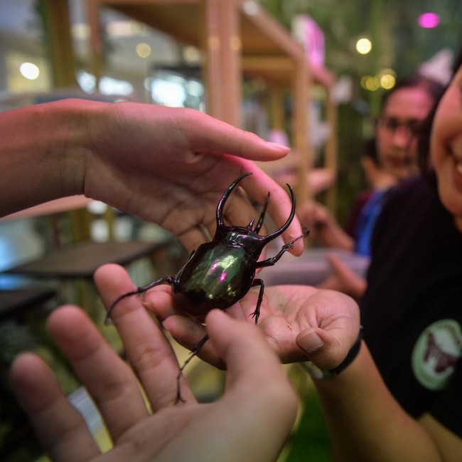 Belajar Keanekaragaman Hayati Melalui Pameran House of Bugs
