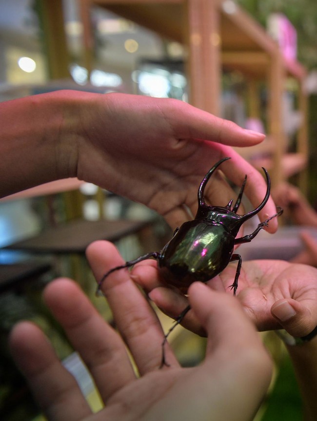 Belajar Keanekaragaman Hayati Melalui Pameran House of Bugs