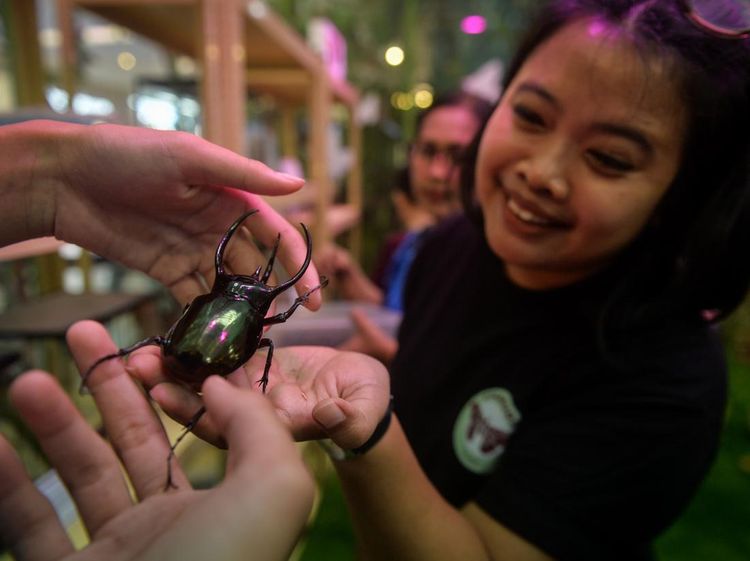 Belajar Keanekaragaman Hayati Melalui Pameran House of Bugs