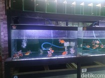 Pemadaman Listrik Ganggu Usaha Pedagang Ikan Hias di Probolinggo