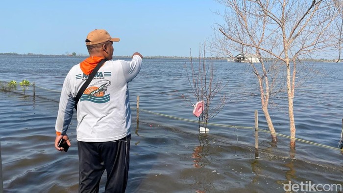 Petani menunjukan tambaknya yang terkena banjir rob di Desa Tunggulsari Kecamatan Tayu, Sabtu (20/6/2026).