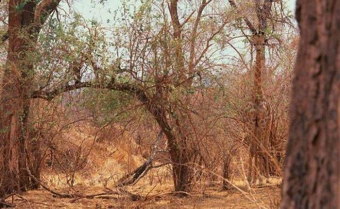 Sekilas Normal, Tapi 10 Foto Ini Menyimpan Kejutan Menarik Tak Terduga