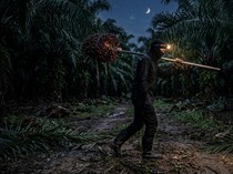 Pengelola Kebun Sawit di Sumut Resah, Pencurian TBS Marak gegara Narkoba