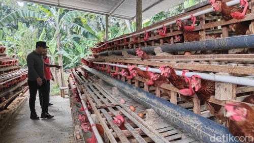 Ayam-ayam di peternakan Candi Kusuma Desa Ayunan, Badung.