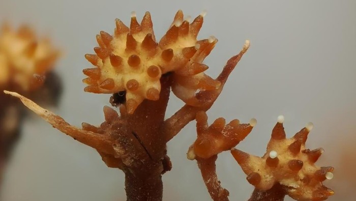Pleurocordyceps cornusynnemata yang ditemui di Danum Valley.