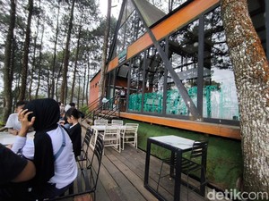 City Light dan Hutan Pinus, Sensasi Ngopi di Kaki Gunung Ciremai