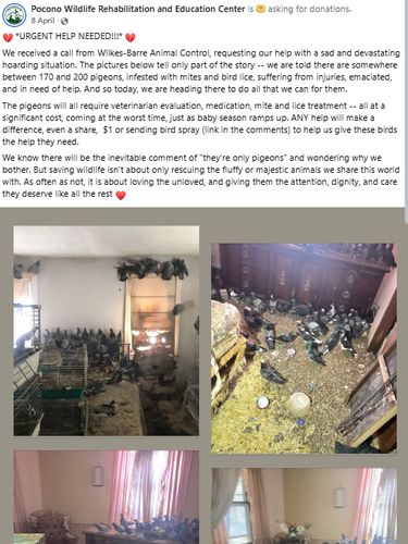 Tim penyelamat mengevakuasi hampir 200 merpati dari kasus hoarding tragis di Pennsylvania. Burung-burung ini ditemukan terluka dan mengalami malnutrisi. Tim penyelamat mengevakuasi hampir 200 merpati dari kasus hoarding tragis di Pennsylvania. Burung-burung ini ditemukan terluka dan mengalami malnutrisi.