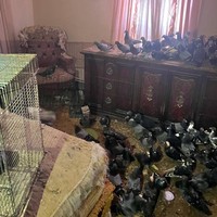 Penampakan Rumah Viral yang Dipenuhi Ratusan Hewan Ini Kondisinya Mengenaskan