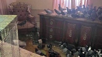 Penampakan Rumah Viral yang Dipenuhi Ratusan Hewan Ini Kondisinya Mengenaskan