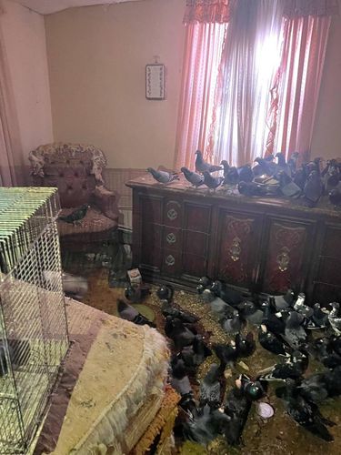 Tim penyelamat mengevakuasi hampir 200 merpati dari kasus hoarding tragis di Pennsylvania. Burung-burung ini ditemukan terluka dan mengalami malnutrisi.