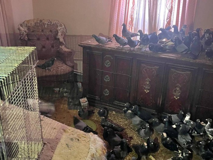 Tim penyelamat mengevakuasi hampir 200 merpati dari kasus hoarding tragis di Pennsylvania. Burung-burung ini ditemukan terluka dan mengalami malnutrisi.