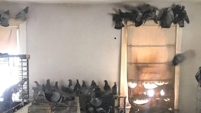 Tim penyelamat mengevakuasi hampir 200 merpati dari kasus hoarding tragis di Pennsylvania. Burung-burung ini ditemukan terluka dan mengalami malnutrisi.