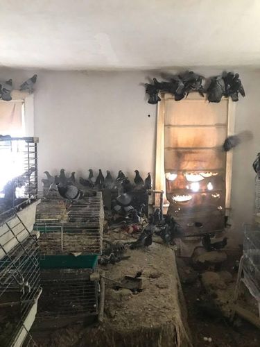 Tim penyelamat mengevakuasi hampir 200 merpati dari kasus hoarding tragis di Pennsylvania. Burung-burung ini ditemukan terluka dan mengalami malnutrisi.