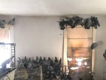 Rumah dengan Ratusan Merpati Ini Seperti Mimpi Buruk