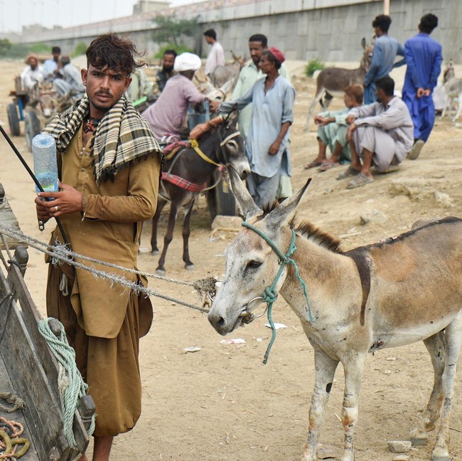 Tradisi Perdagangan Keledai Warnai Hiruk Pikuk Kota Karachi
