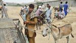 Tradisi Perdagangan Keledai Warnai Hiruk Pikuk Kota Karachi