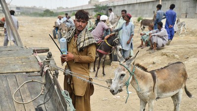 Tradisi Perdagangan Keledai Warnai Hiruk Pikuk Kota Karachi