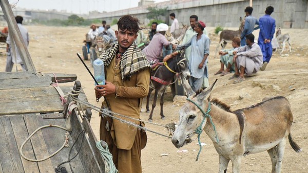 Tradisi Perdagangan Keledai Warnai Hiruk Pikuk Kota Karachi