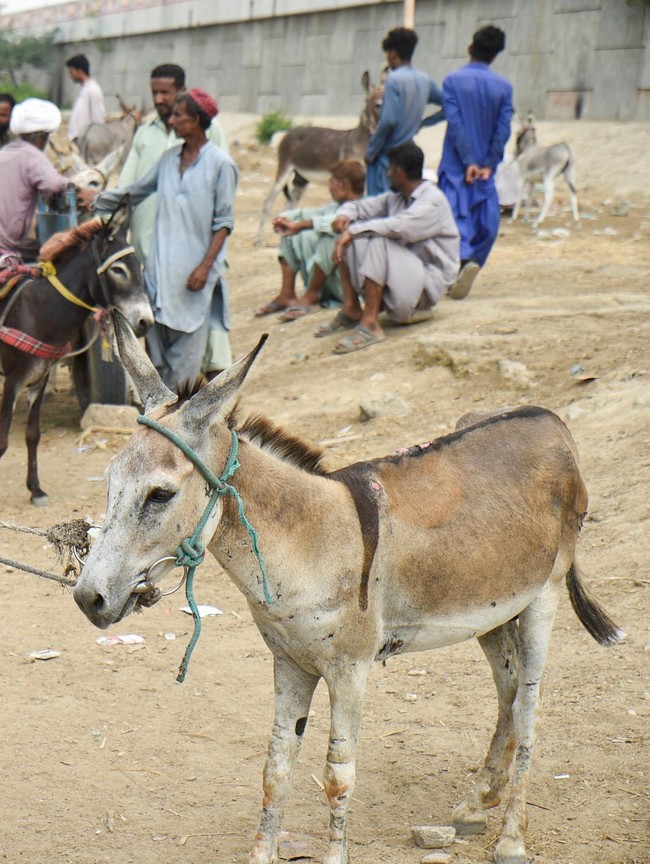 Tradisi Perdagangan Keledai Warnai Hiruk Pikuk Kota Karachi