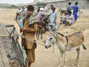 Tradisi Perdagangan Keledai Warnai Hiruk Pikuk Kota Karachi