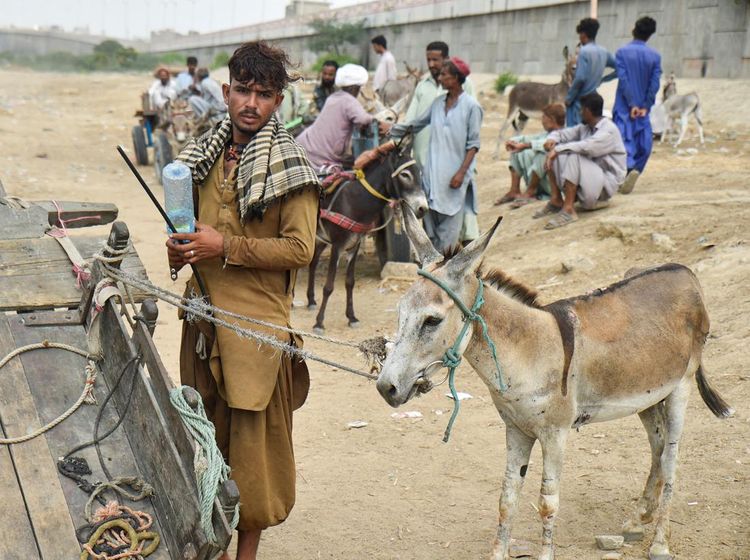 Tradisi Perdagangan Keledai Warnai Hiruk Pikuk Kota Karachi