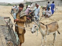 Tradisi Perdagangan Keledai Warnai Hiruk Pikuk Kota Karachi