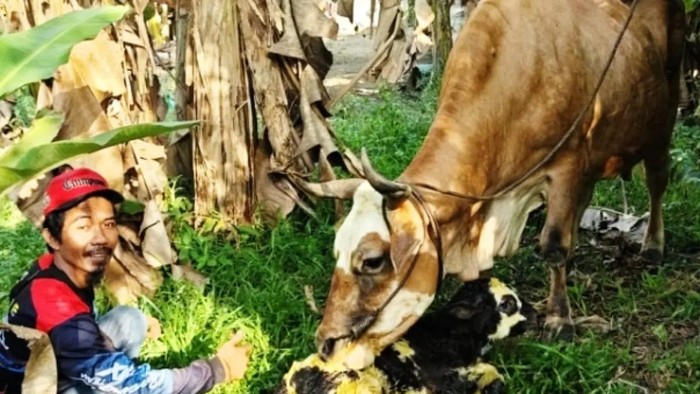 Anak sapi hasil inseminasi buatan jenis Belgian Blue lahir di Kotawaringin Barat, namanya Comi. (dok pribadi Ajis)
