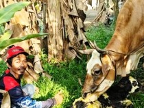Comi, Anak Sapi Hasil IB Belgian Blue Keempat yang Lahir di Kobar