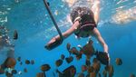Momen Aura Kasih Freedive: Cari Lumba-lumba hingga Dikerumuni Ikan