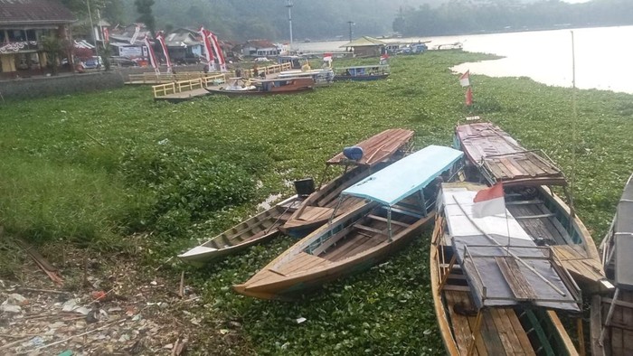Eceng gondok memenuhi dermaga Jangari