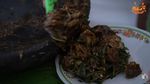 Isa BAJAJ Kulineran di Kediri, Cicip Pecel Punten hingga Rujak Cingur