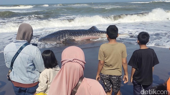 Kondisi hiu tutul panjang sekitar 6 meter dan bobot 1,2 ton di Pantai Cemara Sewu, Desa Bunton, Kecamatan Adipala, Kabupaten Cilacap, Senin (22/6/2026).