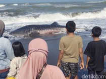 Hiu Tutul Seberat 1,2 Ton Terdampar di Pantai Cemara Sewu Cilacap Berakhir Mati